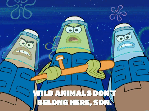 Wild Things Spongebob Police GIF
