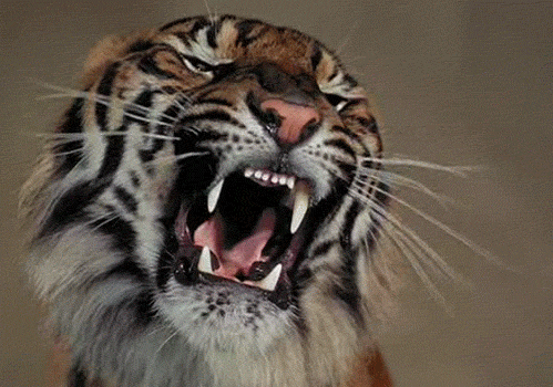 Wild Tiger Showing Fangs GIF