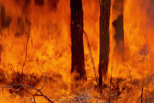 Wildfire Burning Trees Scorching Heat GIF