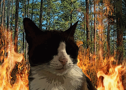 Wildfire Nonchalant Cat Burning Background GIF