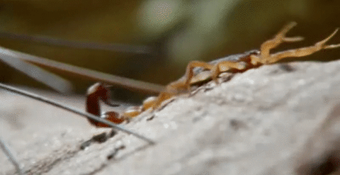 Wildlife Scorpion Crawling GIF
