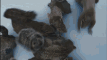 Willy Wonka Squirrel Girl GIF