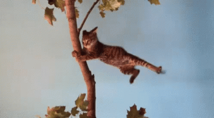 Wind Blowing A Cat On A Tree GIF