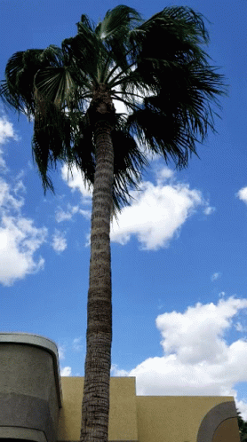 Wind Blowing Coconut Tree GIF