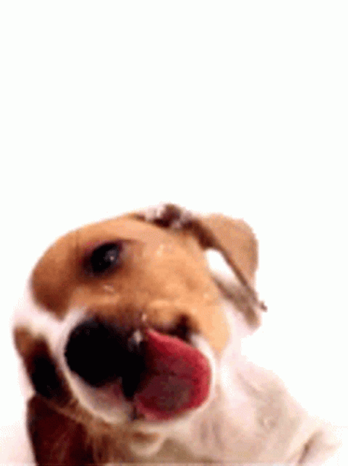 Window Licker Beagle Dog GIF