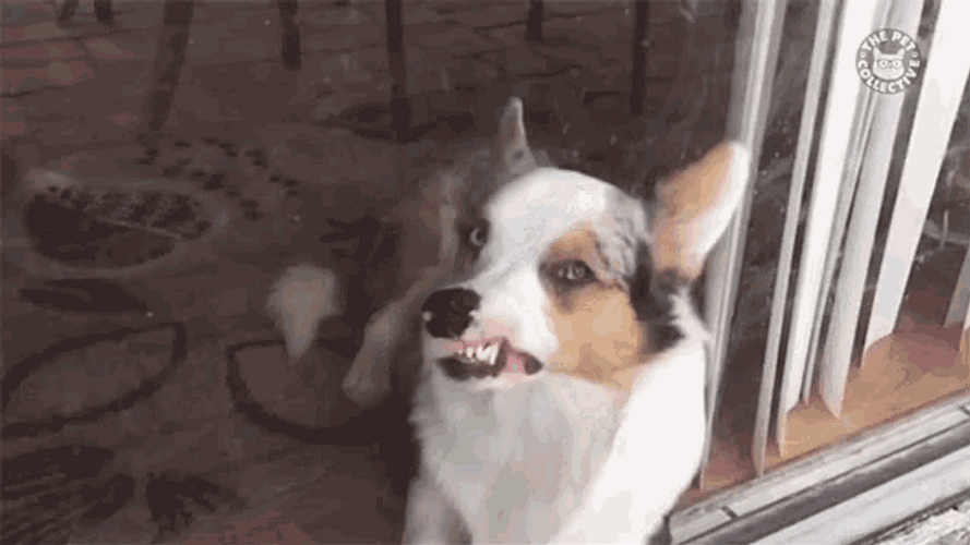 Window Licker Cardigan Welsh Corgi Dog GIF