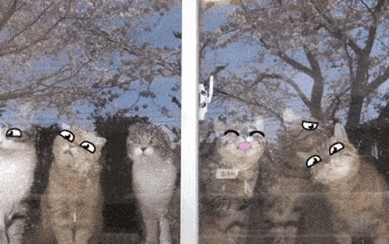 Window Licker Cats Animated Eyes Filter GIF