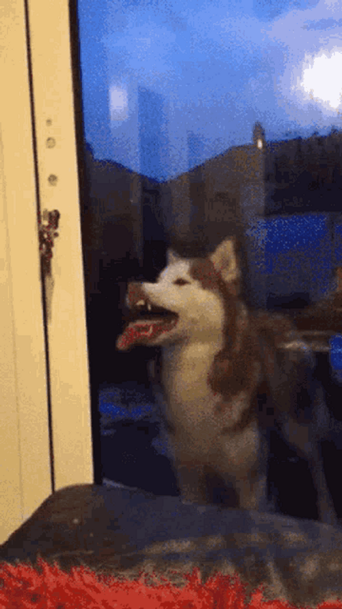 Window Licker Husky Dog GIF