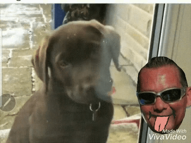 Window Licker Labrador Dog Meme GIF