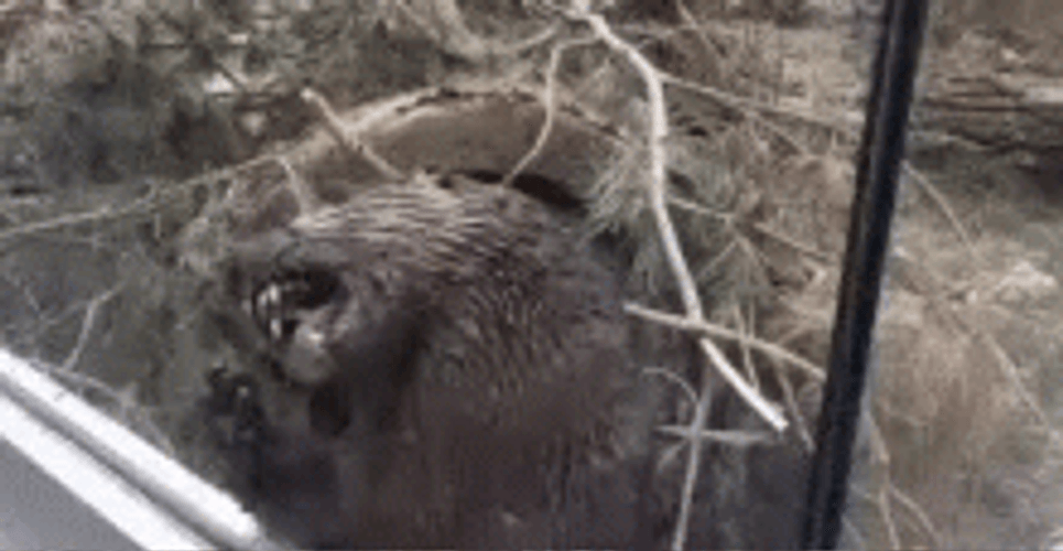Window Licker Otter Animal GIF