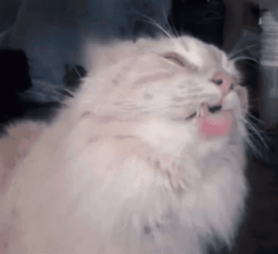 Window Licker Persian Cat GIF