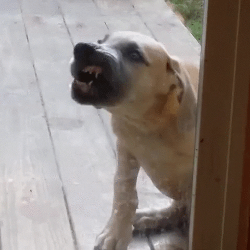 Window Licker Stray Dog GIF