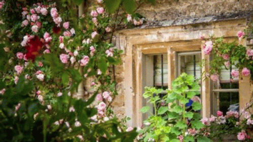 Window With Roses Growing On Side GIF