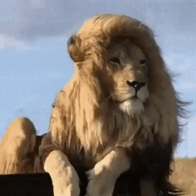 Windy Lion Chill GIF