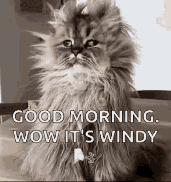 Windy Morning Cat GIF