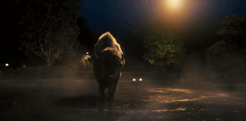 Winged Bison Standing In Parking Lot GIF