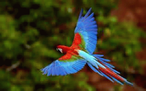 Wings Spread Macaw GIF