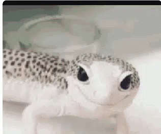 Wink Reaction Cute Dancing Lizard GIF