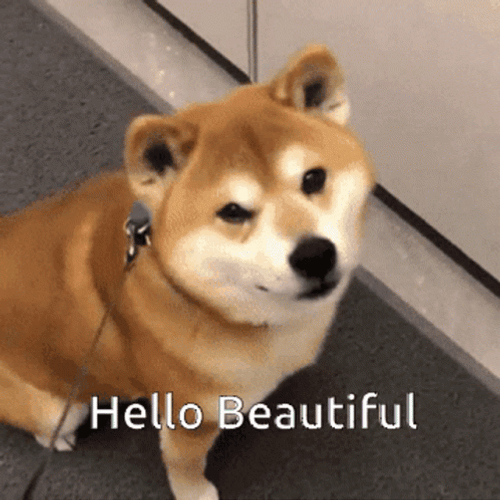 Winking Shiba Inu Hello Beautiful Gorgeous GIF