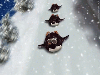 Winter Break Penguin Slides Down Mountain GIF