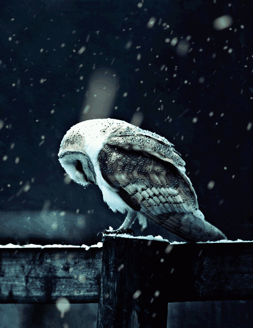 Winter Owl Sleeping GIF