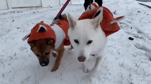 Winter Shiba Inu Dogs GIF