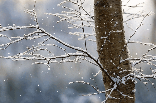 Winter Snow Twigs GIF