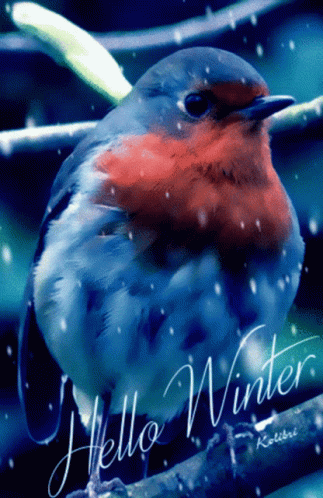 Winter Wednesday Humming Bird GIF