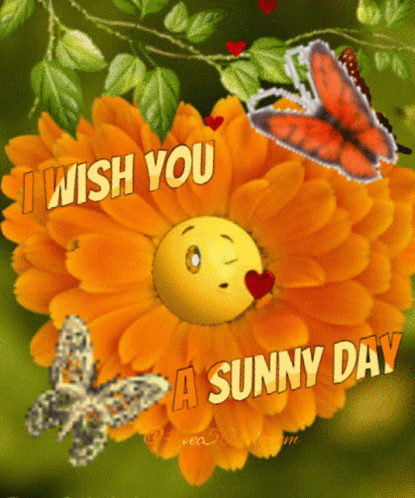 Wish You A Sunny Saturday GIF