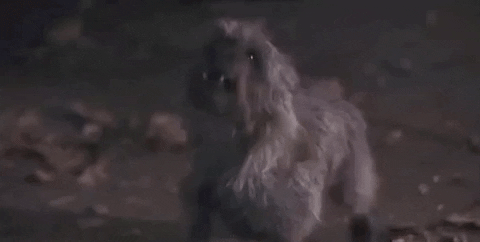 Wizard Dog Woof GIF