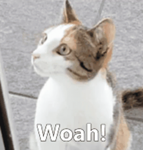 Funny Cat Woah GIF
