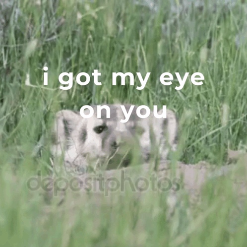 Wolf Cub With I Got My Eye on You