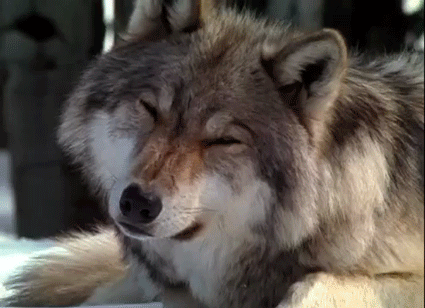 Wolf Cute Head Tilt GIF