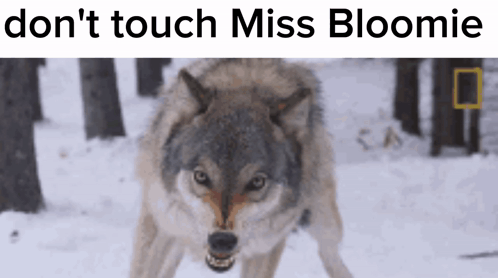 Wolf Don't Touch Miss Bloomie