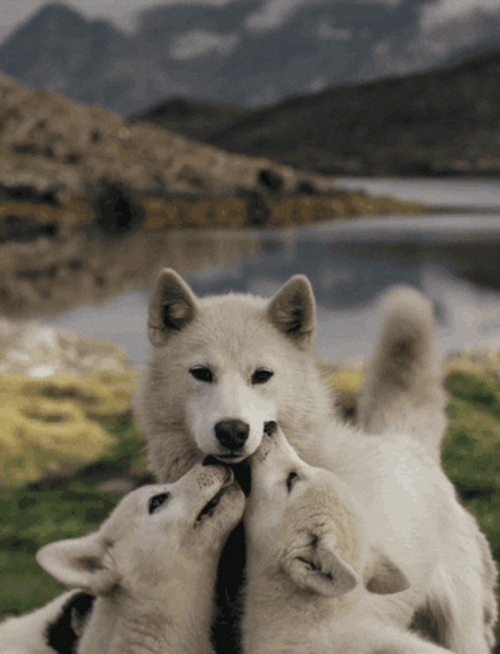 Wolf Family In Nature GIF