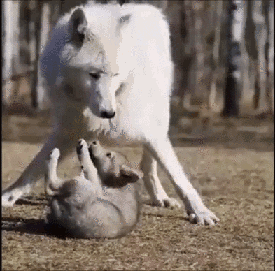 Wolf Family Playing GIF
