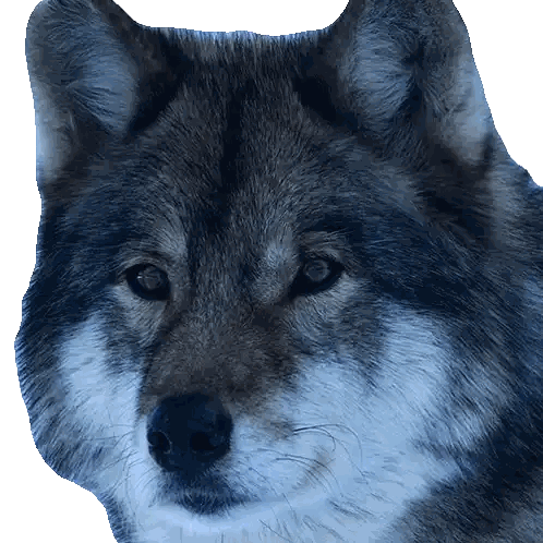 Wolf Head Close Up