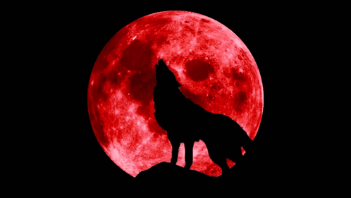 Wolf Howling at Full Red Moon With Signature of S. Ataturk