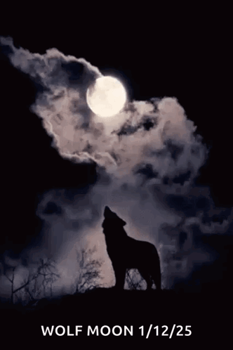 Wolf Howling at Moon Poster