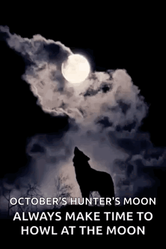 Wolf Howling At Moon Silhouette GIF