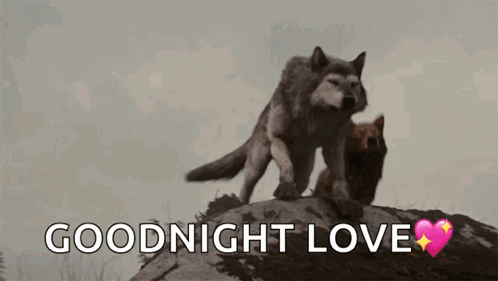 Wolf Howling Good Night Love GIF