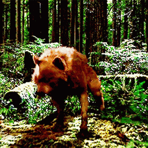 Wolf Howling In The Forest GIF