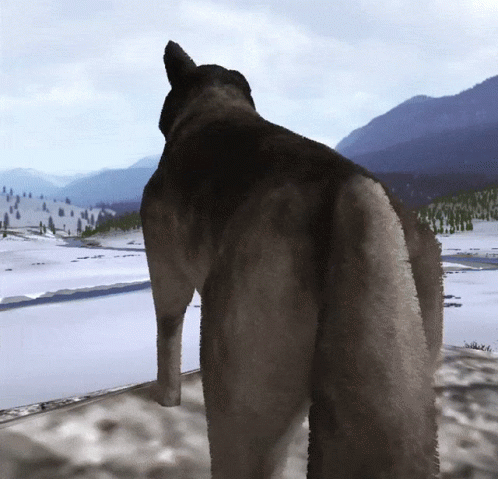 Wolf Howling On Top Of Big Rock GIF