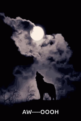 Wolf Howling Shadow Awooh Full Moon GIF