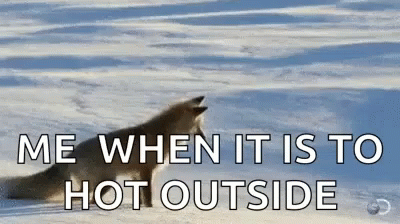 Wolf Howling Snow Me When It Is To Hot Outside