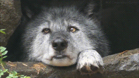 Wolf Lonely Bored Watching GIF