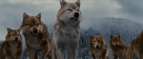 Wolf Pack Breaking Dawn GIF