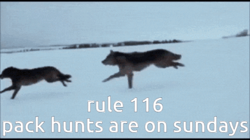 Wolf Pack Hunts On Sundays GIF