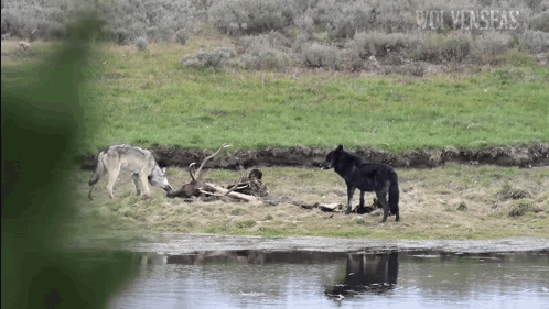 Wolf Pack Scavenging For Food GIF