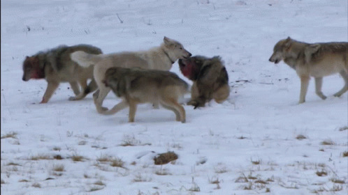 Wolf Pack Staying Together GIF